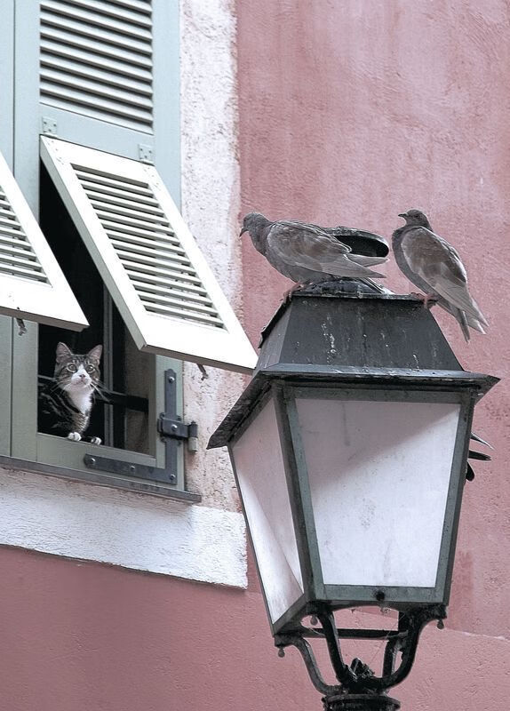 冠军之谜：预测今年的总冠军归属，冠军即将诞生