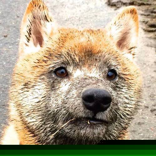 【“极速投球”战术】竞技水平飞升背后的科技引擎！，极速投票平台