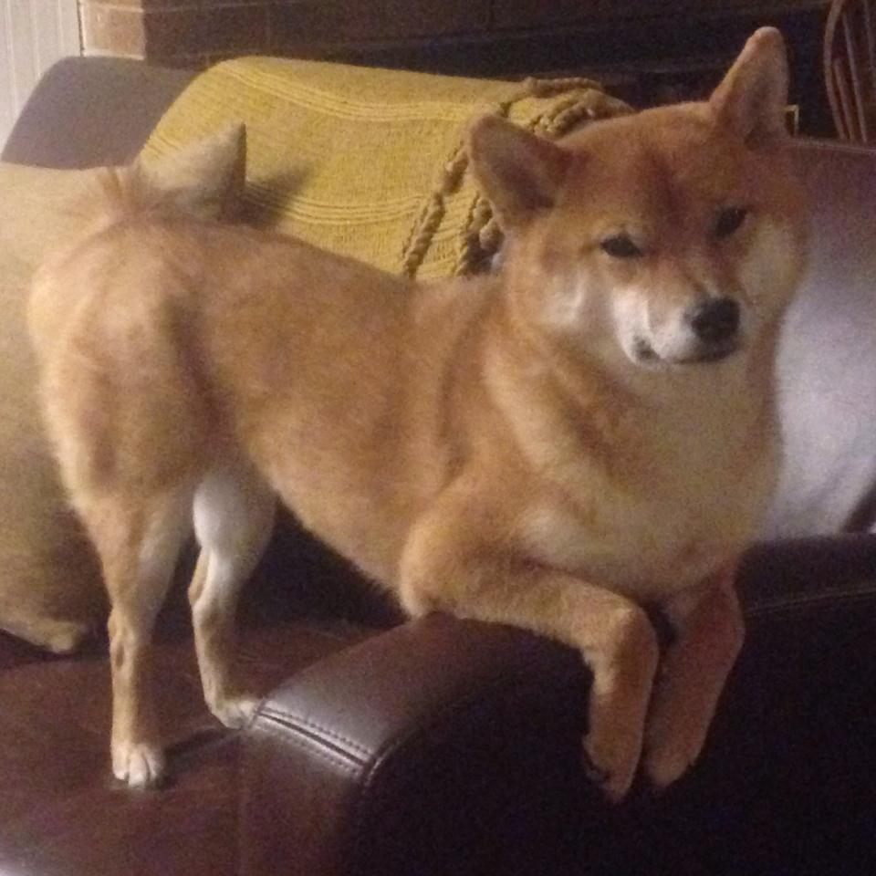 【比赛策略】马克·塞尔比：用防守骚扰对手节奏，马克塞尔比练球视频